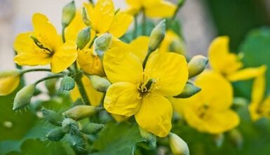 Celandine for the treatment of the fungus